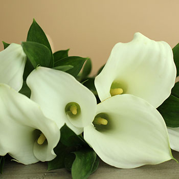 Off White Mini Callas Centerpieces